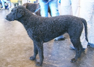 Curly-Coated Retrievers for Beginners