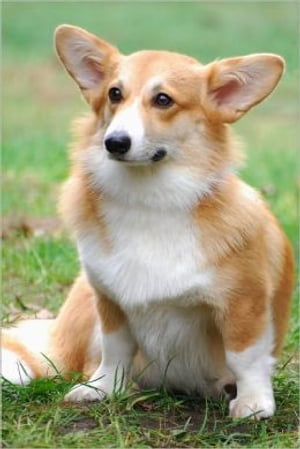 Cardigan Welsh Corgis for Beginners