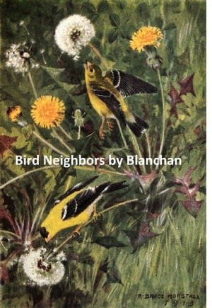 Bird Neighbors, Illustrated