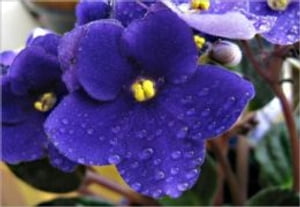 Growing African Violets For Beginners