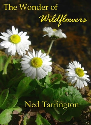 The Wonder of Wildflowers