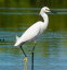 Un oiseau bagu? d'or et de gemmesŻҽҡ[ Jules Augustin ]