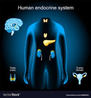 Human Endocrine System