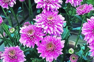 ŷKoboŻҽҥȥ㤨???????? ?????????? ??????? ???????? ?????????? ???????Żҽҡ[ SIDDHESHWAR GHULE ]פβǤʤ162ߤˤʤޤ