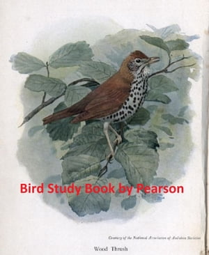 Bird Study Book, Illustrated