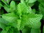 A Crash Course on How to Grow Mint