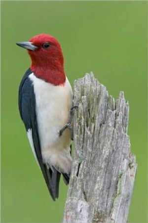 A Quick and Easy Guide on How to Get Rid of Woodpeckers