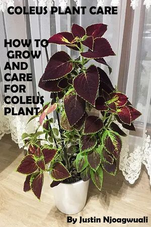 Coleus Plant Care