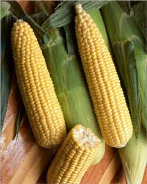 A Crash Course on How to Grow Sweet Corn