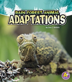 Rain Forest Animal Adaptations