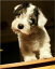 Sealyham Terriers for Beginners