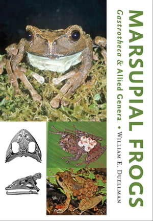 Marsupial Frogs Gastrotheca?and Allied GeneraŻҽҡ[ William E. Duellman ]