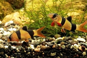 Aquarium Secrets Revealed!【電子書籍】[ David Thompson ]