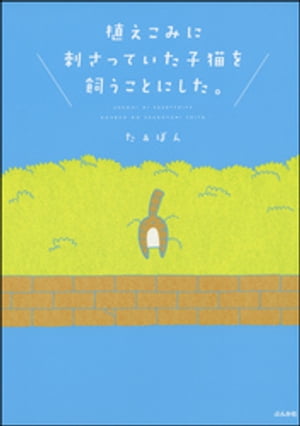 植えこみに刺さっていた子猫を飼うことにした。