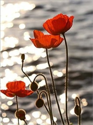 Growing Poppies For Beginners