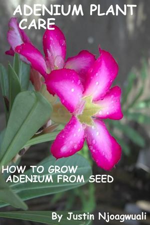 Adenium Plant Care