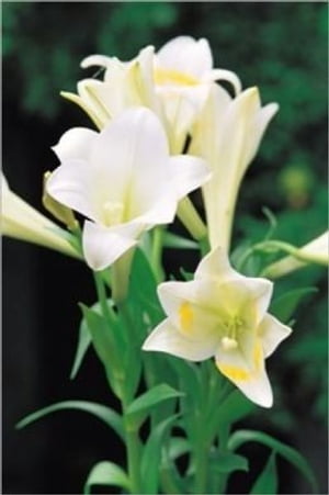 Growing Calla Lilies For Beginners