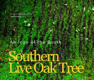 Southern Live Oak Tree