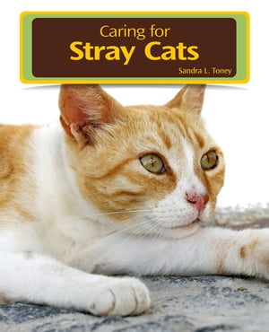 Caring for Stray Cats