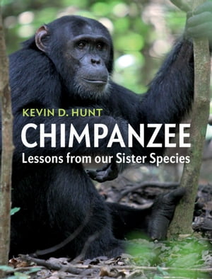 Chimpanzee