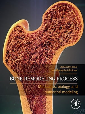 Bone Remodeling Process