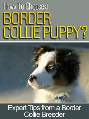 How To Choose a Border Collie Puppy