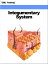 Integumentary System (Human Body)