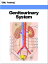 Genitourinary System (Human Body)