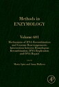 Mechanisms of DNA Recombination and Genome Rearrangements: Intersection Between Homologous Recombination, DNA Replication and DNA Repair