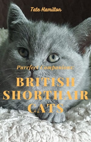Purrfect Companions: British Shorthair Cats