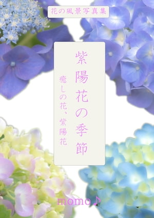 紫陽花の季節