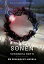 SonenŻҽҡ[ Veronica Roth ]