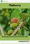 Mulberry: Growing Practices and Food UsesŻҽҡ[ Agrihortico ]