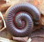 A Crash Course on How to Get Rid of Millipedes