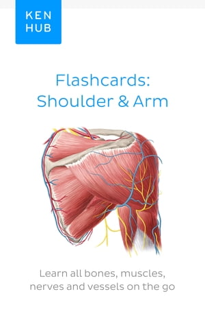 Flashcards: Shoulder Arm Learn all bones, muscles, nerves and vessels on the go【電子書籍】 Joao Costa