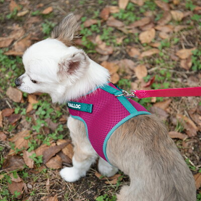 【メール便送料無料】 犬 ハーネス 胴輪 小型犬 抜けない 足を通さない 簡単装着 負担が少ない ソフト メッシュ 速乾素材 アウトドア おしゃれ かわいい チワワ トイプードル ミニチュアダックス 最適ラロック シンプルベストハーネス メッシュ - Image 2