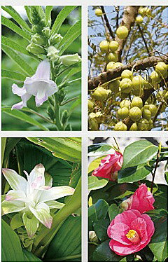 【正規販売店】 IPM　美らさーやな 美容オイル55ml 送料無料 3