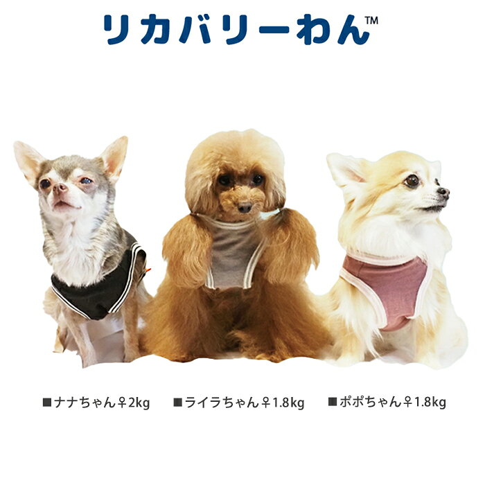 《9月1日迄ポイント5倍》リカバリーわん(テラヘルツワン)ベアタンクトップ (3色)ペット介護 犬用 ペットウェア 小型犬 胴長タイプ シニア犬 ドッグウェア 犬服 テラヘルツワン 日本製 クークチュール リカバリーウェア 2メ-3運 12385 【T】【送料無料】 ranfan-10033400 肌着屋ランファン サンプル画像2
