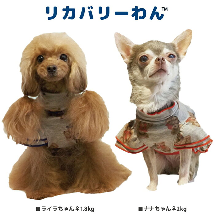《9月1日迄ポイント5倍》リカバリーわん(テラヘルツワン)テラベアフリルワンピ ペット介護 犬用 ペットウェア 小型犬 胴長タイプ シニア犬 ドッグウェア 犬服 テラヘルツワン 日本製 クークチュール リカバリーウェア 2メ-3運 12387 【T】【送料無料】 ranfan-10033405 肌着屋ランファン サンプル画像2