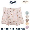 Wacoal ワコールキッズ BOYS(男児) [CPS580]【F】(90サイズ 100サイズ 110サイズ 120サイズ)男児ボトム ボクサーパンツ 男の子 Waninalグループ ネコポス3点まで{01}入園準備 入学準備