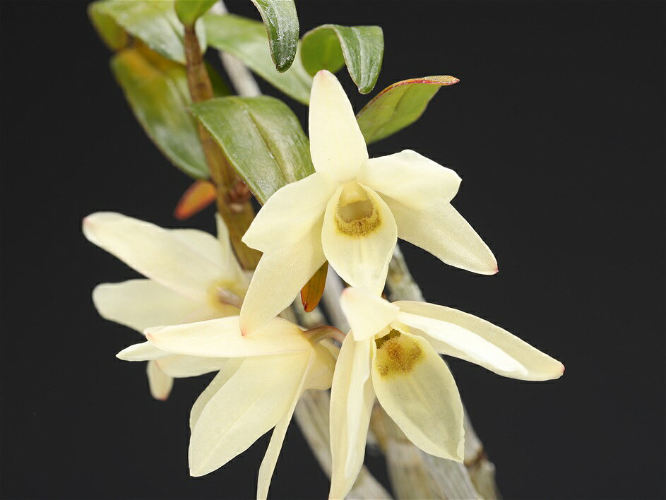 花画像はイメージです。 4〜5本立　透明感のある黄花。 同等の株のものになります。 植物ですので個体差がありますので、予めご了承下さい。