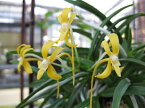 富貴蘭　フウラン　花物　黄鳳