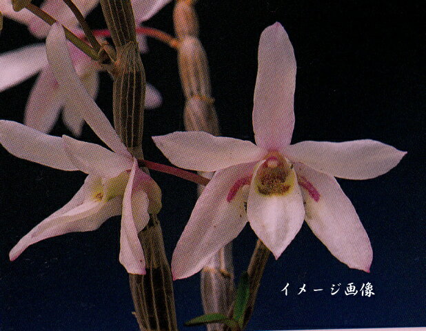 長生蘭　セッコク　桃花　咲為花　2