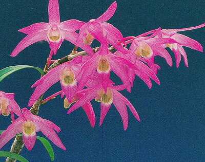 長生蘭　セッコク　紅花　新速玉　11