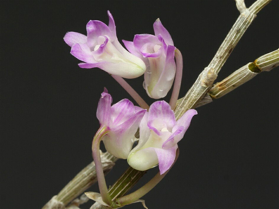 長生蘭　セッコク　奇花　都鳥　18