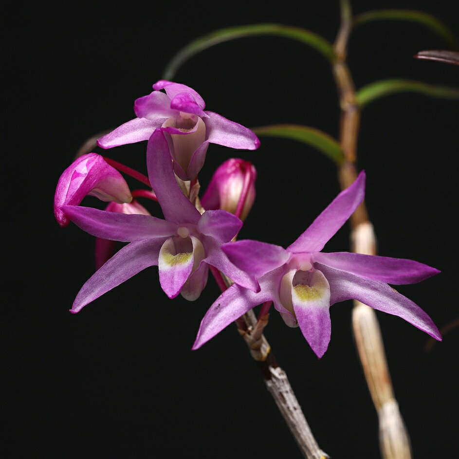 ラン科植物 セッコク長生蘭 ピンク花中心紫点 抜き苗 宅急便発送 ラン