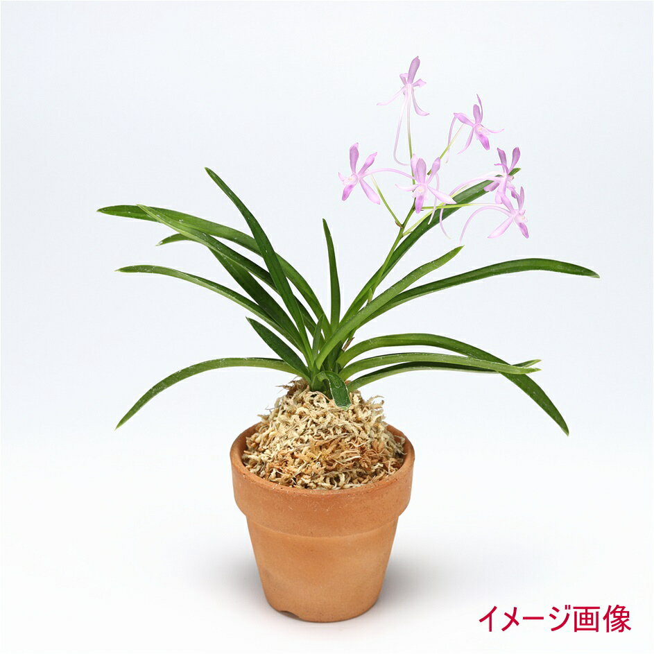 �ȿ��ߥ֥롼�ࡼ�����������ۼ�