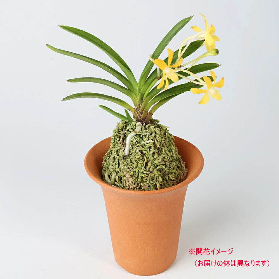 ���ۼ���������ɥ饴��ʲ�ζ����������������ե��������