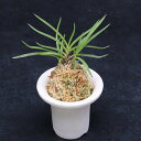 富貴蘭 花纏
