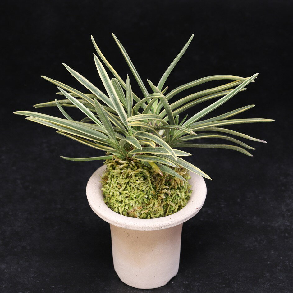 富貴蘭　東出都のサムネイル